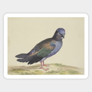 A Blue Dove with Green and Black Wings by Herman Henstenburgh Magnet